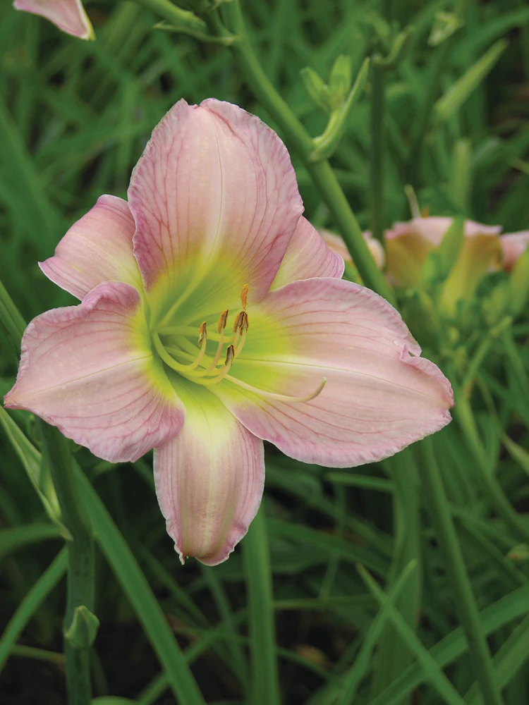 Daylily - Catherine Woodbury, 1 Pack - Image 2