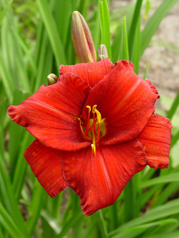 Daylily - Chicago Apache, 1 Pack - Image 2