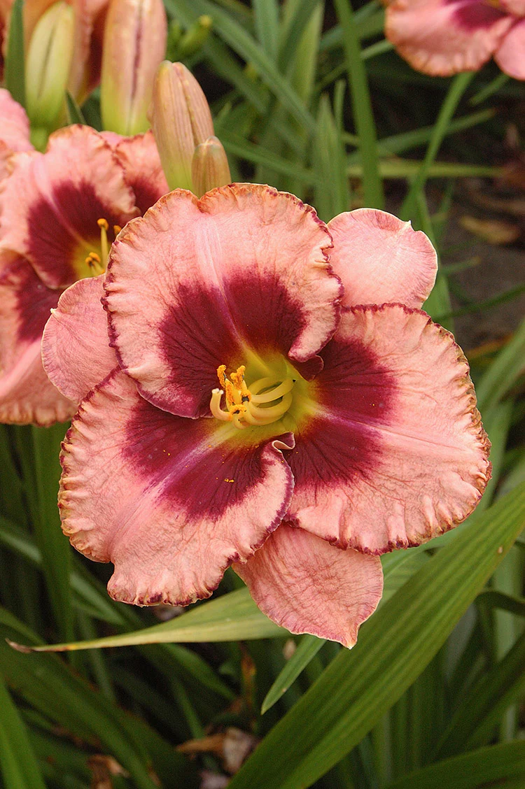 Daylily - Daring Deception, 1 Pack - Image 2