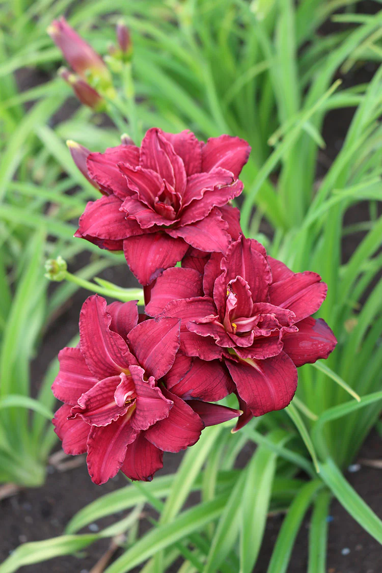 Daylily - Double Pardon Me, 1 Pack - Image 2
