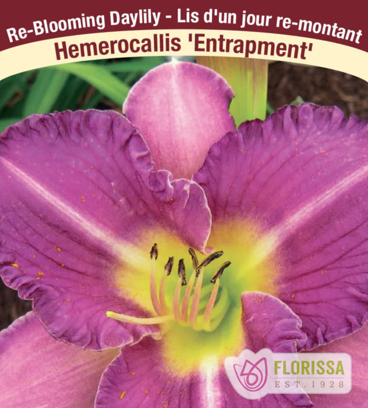 Daylily - Entrapment, 1 Pack