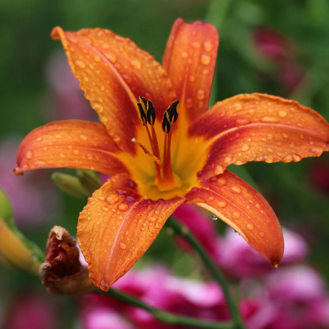 Daylily - Fulva, 1 Pack - Image 3