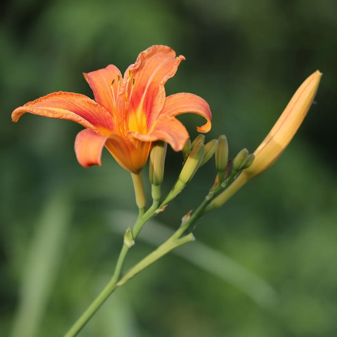 Daylily - Fulva, 1 Pack - Image 4