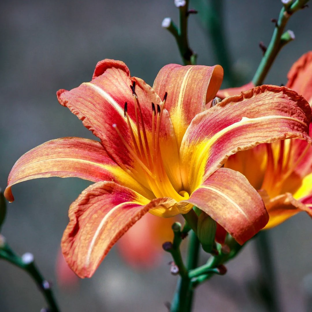 Daylily - Fulva, 1 Pack - Image 5