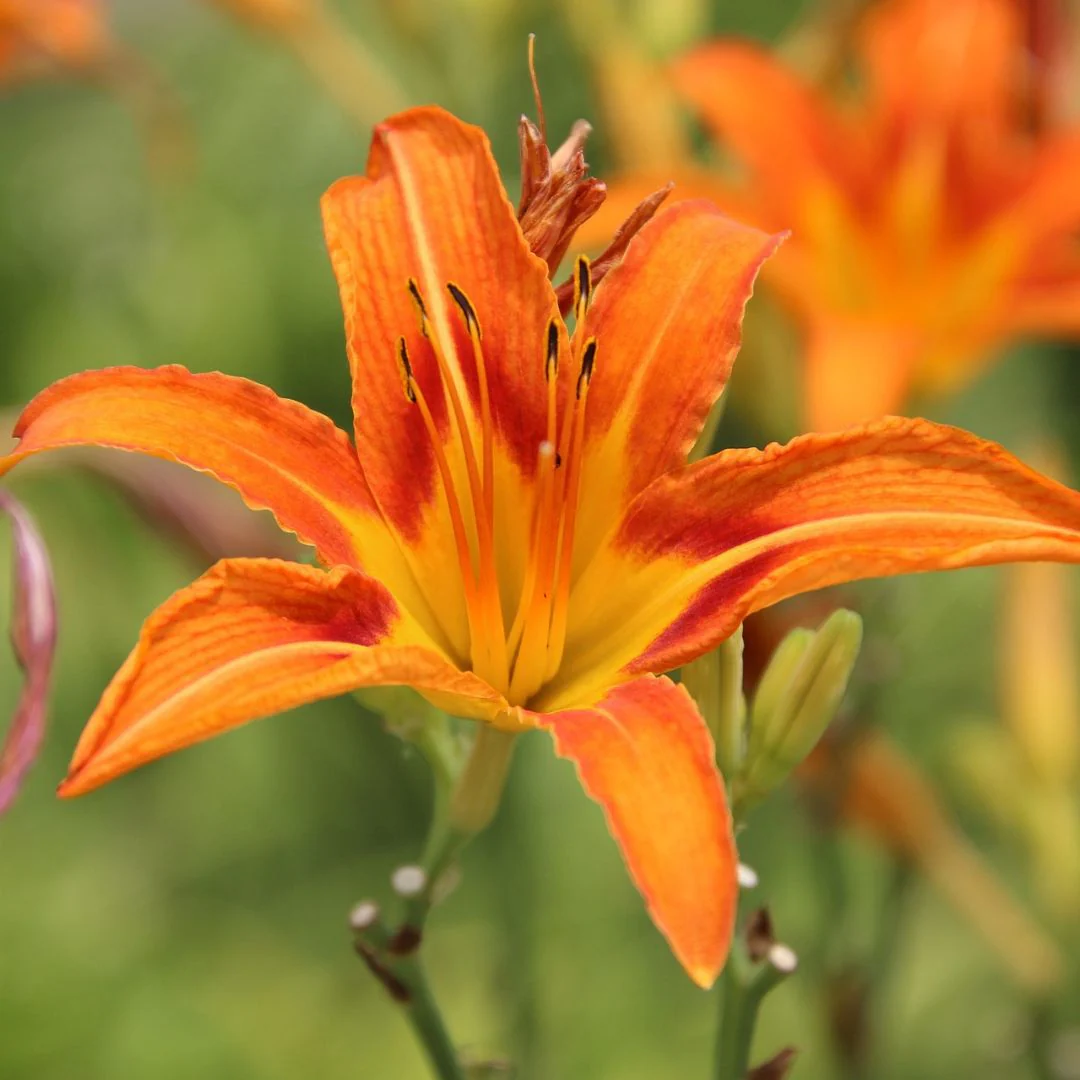 Daylily - Fulva, 1 Pack - Image 6