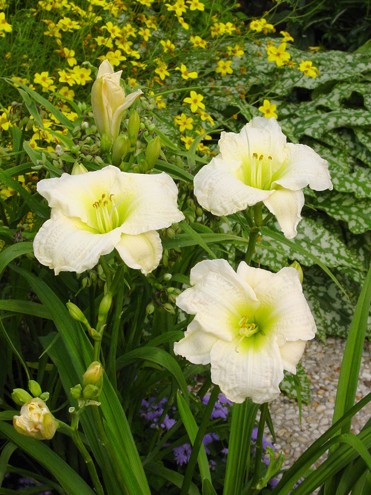 Daylily - Gentle Shepherd, 1 Pack - Image 2
