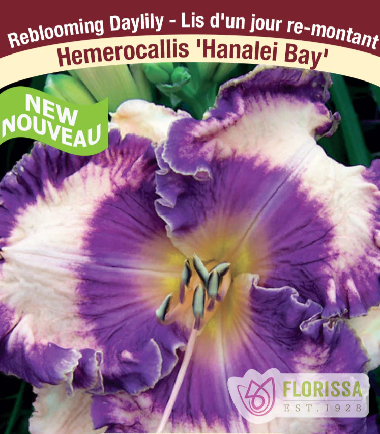Daylily - Hanalei Bay, 1 Pack