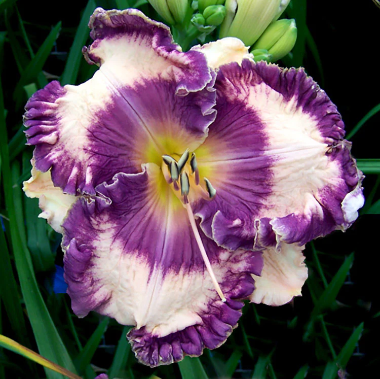 Daylily - Hanalei Bay, 1 Pack - Image 2