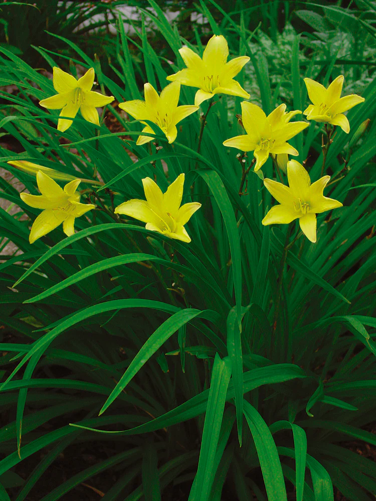 Daylily - Hyperion, 1 Pack - Image 2