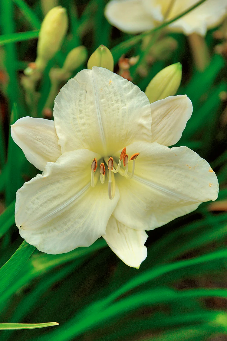 Daylily - Joan Senior, 1 Pack - Image 2