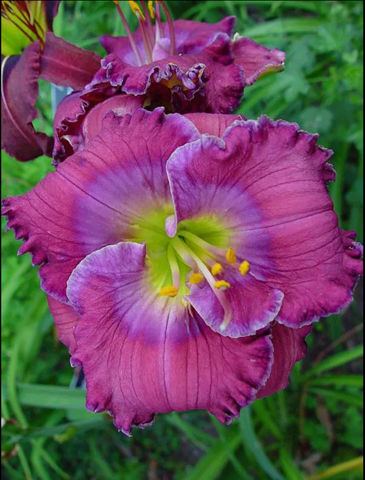 Daylily - Lavender Blue Baby, 1 Pack - Image 2