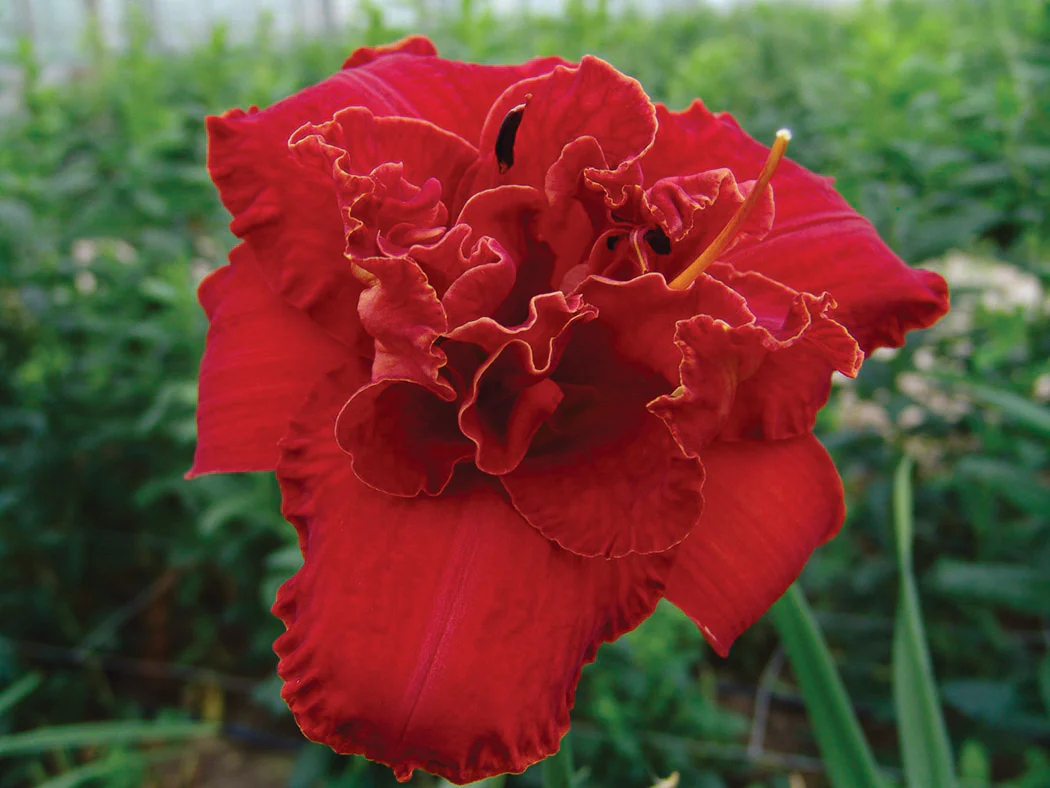Daylily - Moses Fire, 1 Pack - Image 2