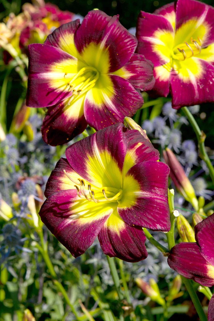Daylily - Night Beacon, 1 Pack - Image 2