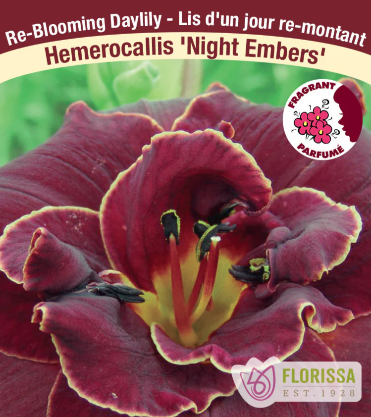 Daylily - Night Embers, 1 Pack