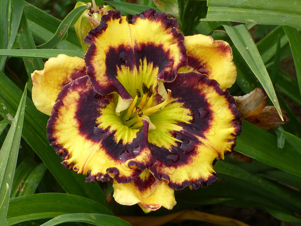 Daylily - Pansy Face Charmer, 1 Pack - Image 2