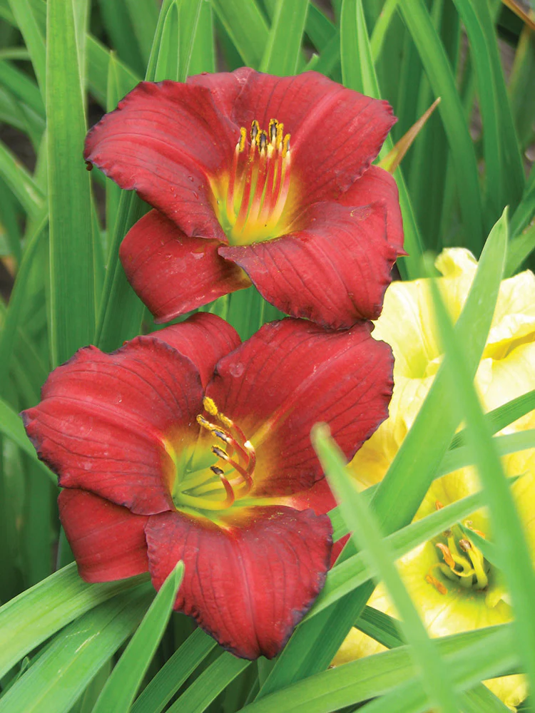 Daylily - Pardon Me, 1 Pack - Image 2