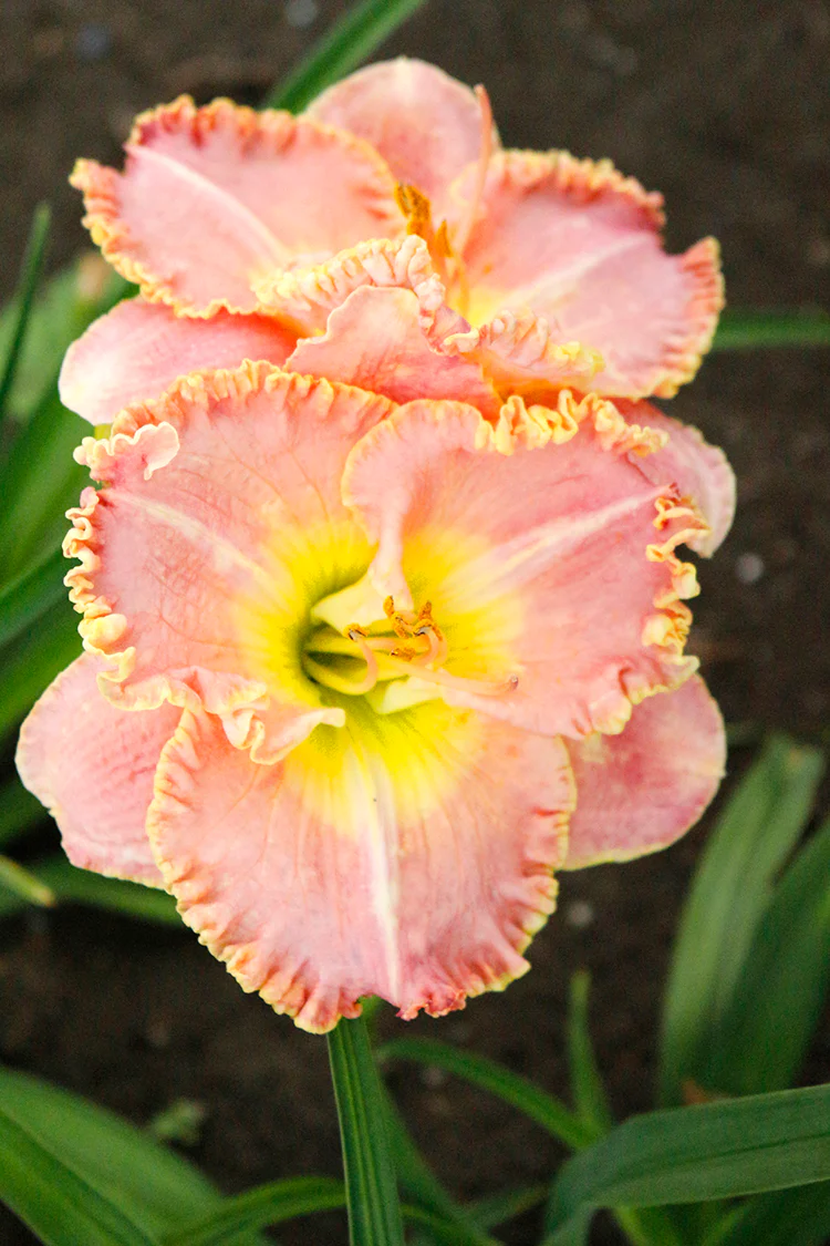 Daylily - Princess Diana, 1 Pack - Image 2