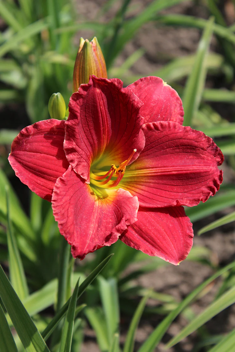 Daylily - Red Hot Returns, 1 Pack - Image 2