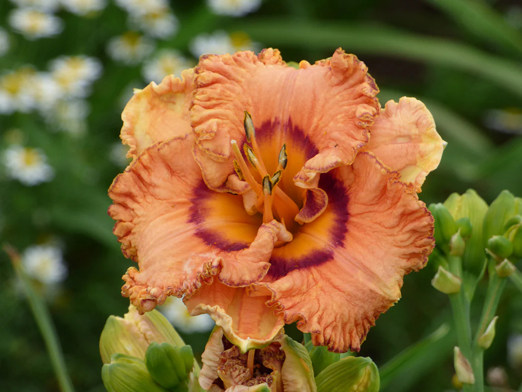 Daylily - Remembering Grace, 1 Pack - Image 2