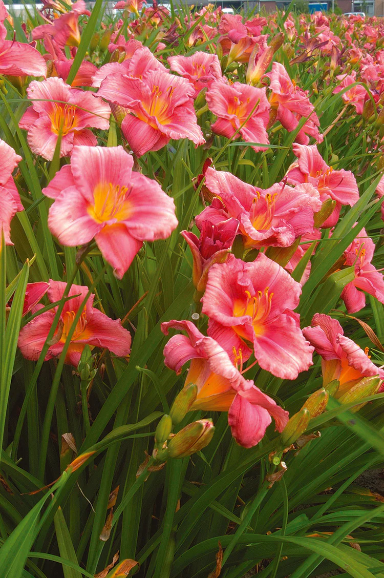 Daylily - Rosy Returns, 1 Pack - Image 2