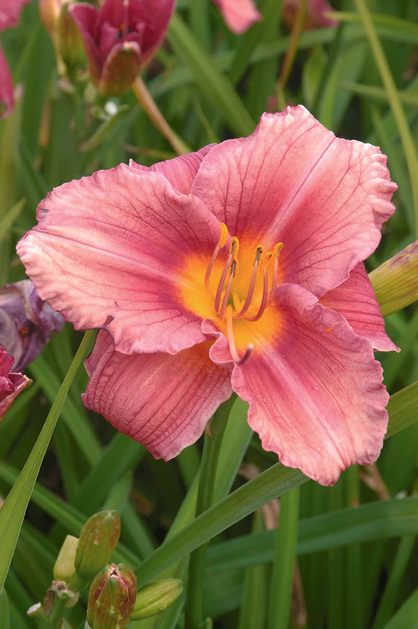 Daylily - Rosy Returns, 1 Pack - Image 3
