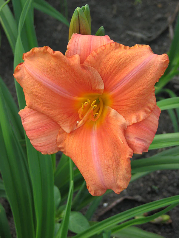 Daylily - South Seas, 1 Pack - Image 2