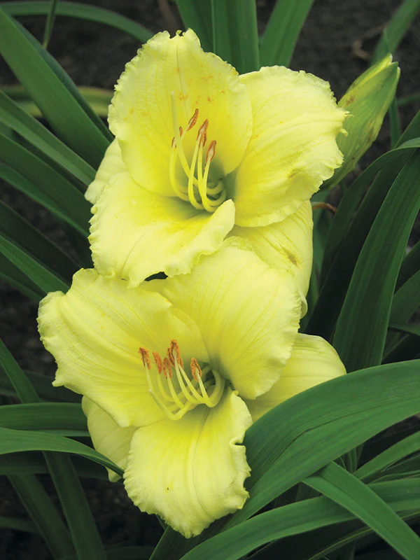 Daylily - Stella Supreme, 1 Pack - Image 2
