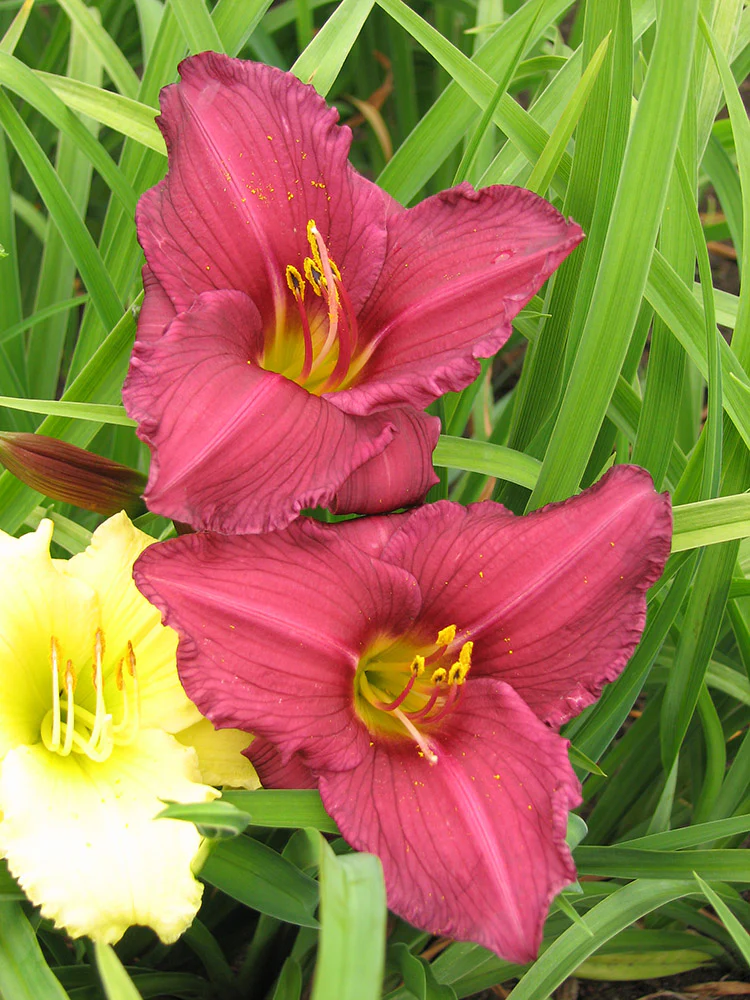 Daylily - Summer Wine, 1 Pack - Image 2