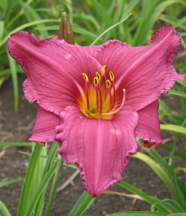Daylily - Summer Wine, 1 Pack - Image 3