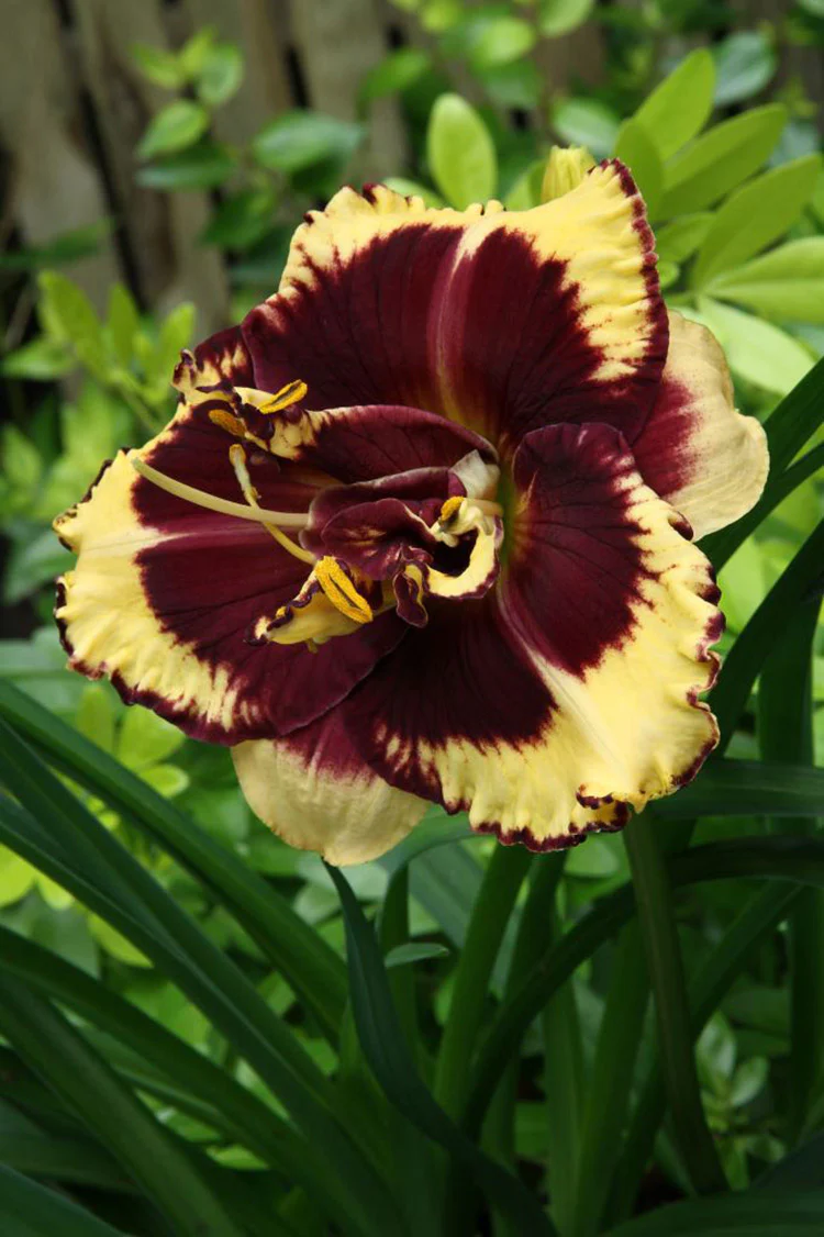 Daylily - Tiger Blood, 1 Pack - Image 2