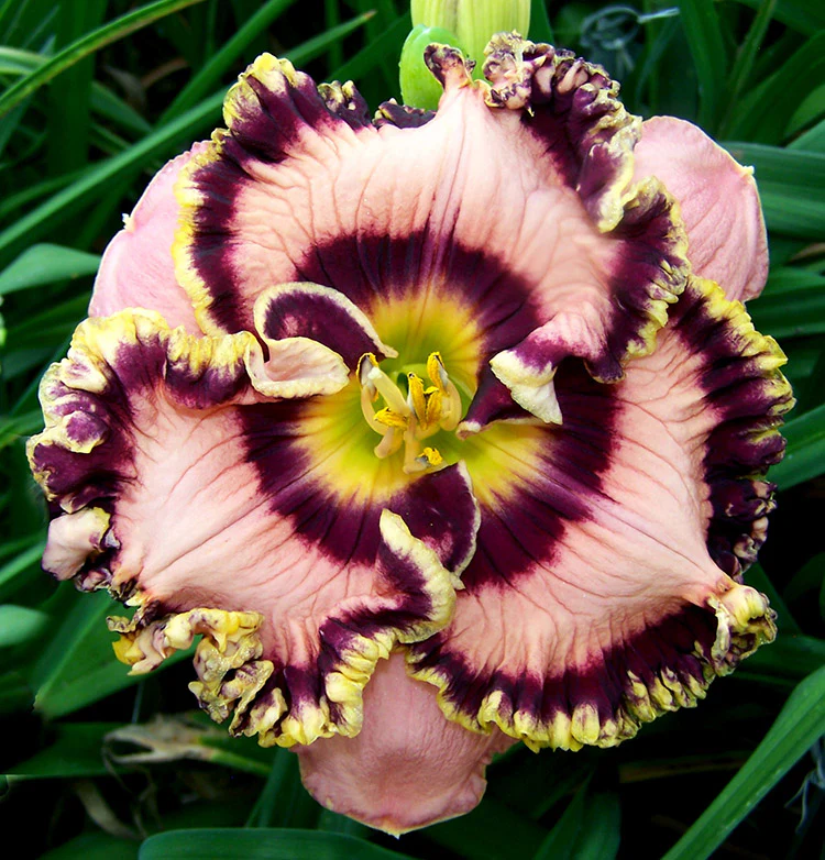 Daylily - Vegas Jackpot, 1 Pack - Image 2