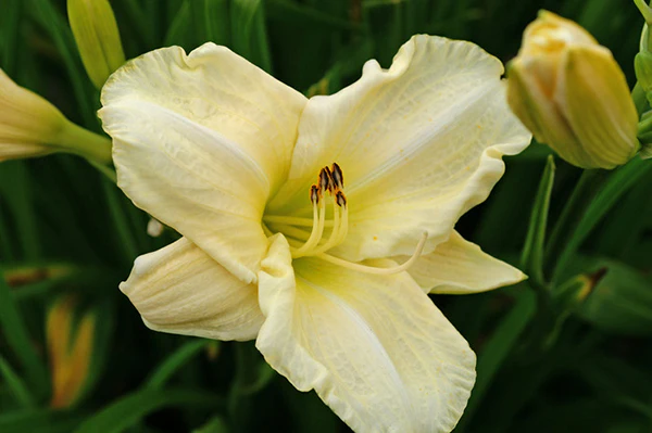 Daylily - White Temptation, 1 Pack - Image 2