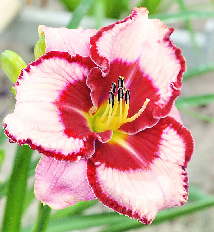Daylily - Lies & Lipstick, 1 Pack - Image 2