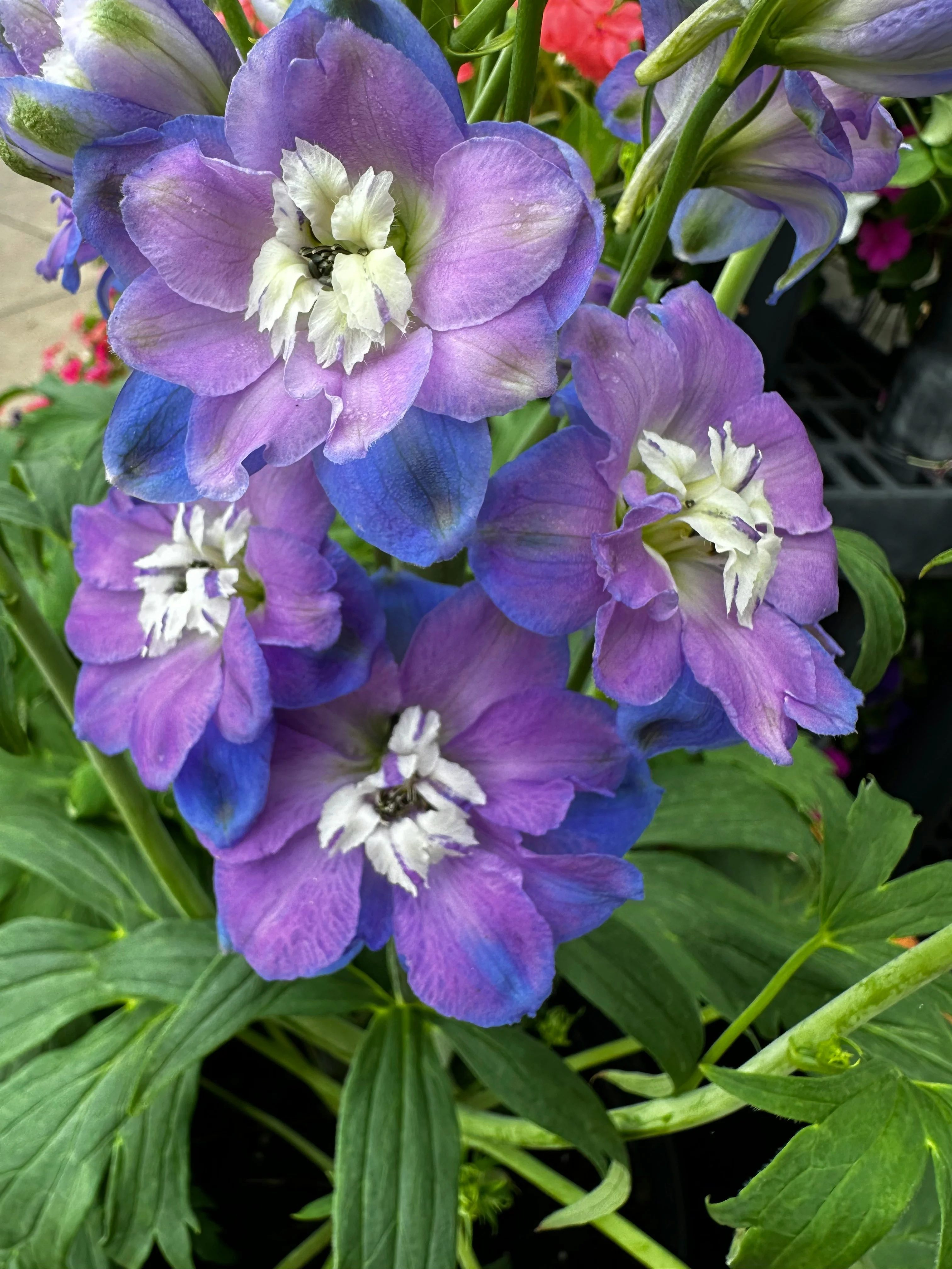 Delphinium - Aurora Deep Purple, 1 Pack - Image 2
