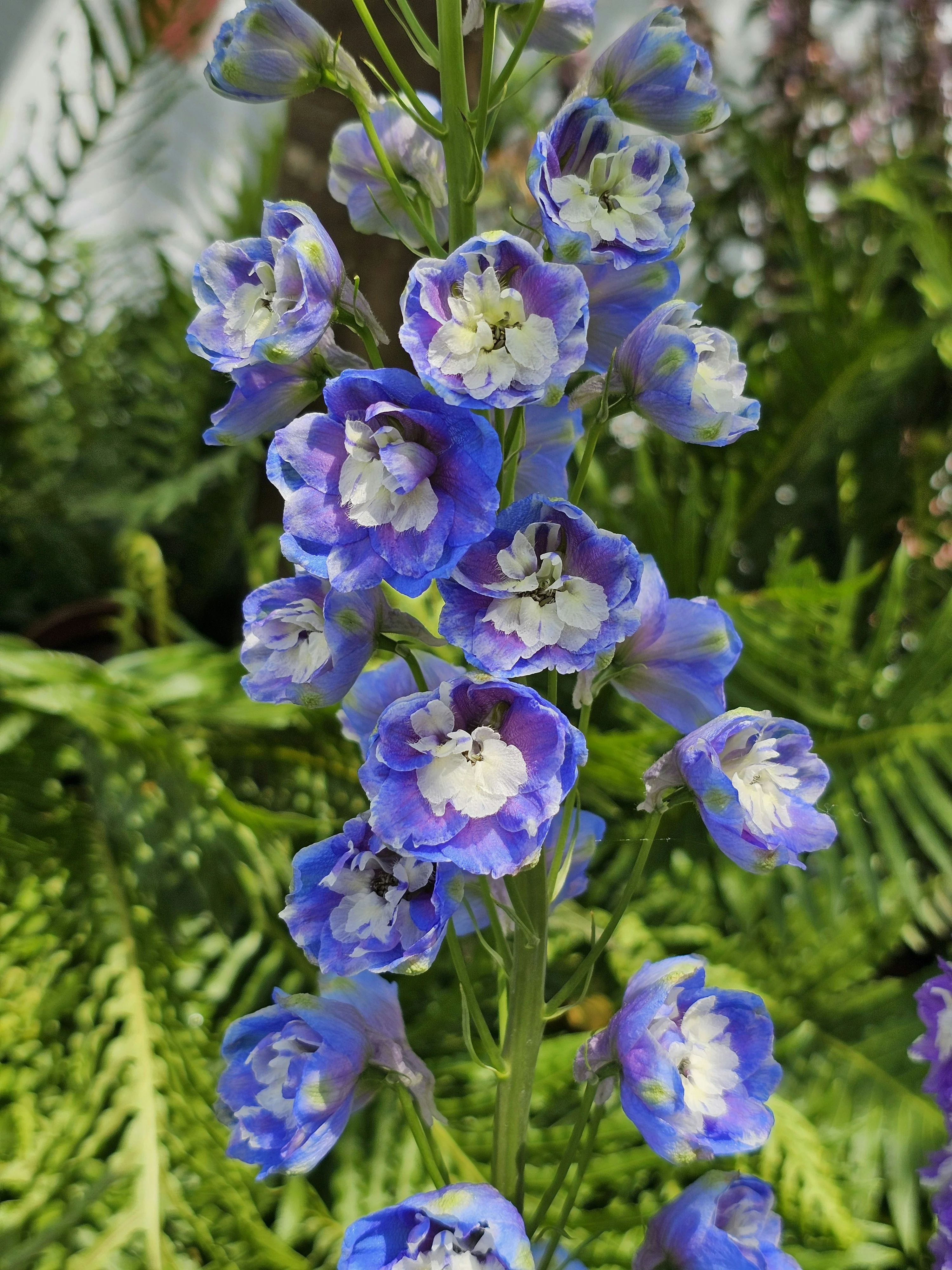 Delphinium - Aurora Deep Purple, 1 Pack - Image 3