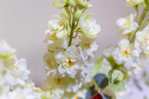 Delphinium - Aurora White, 1 Pack - Image 2
