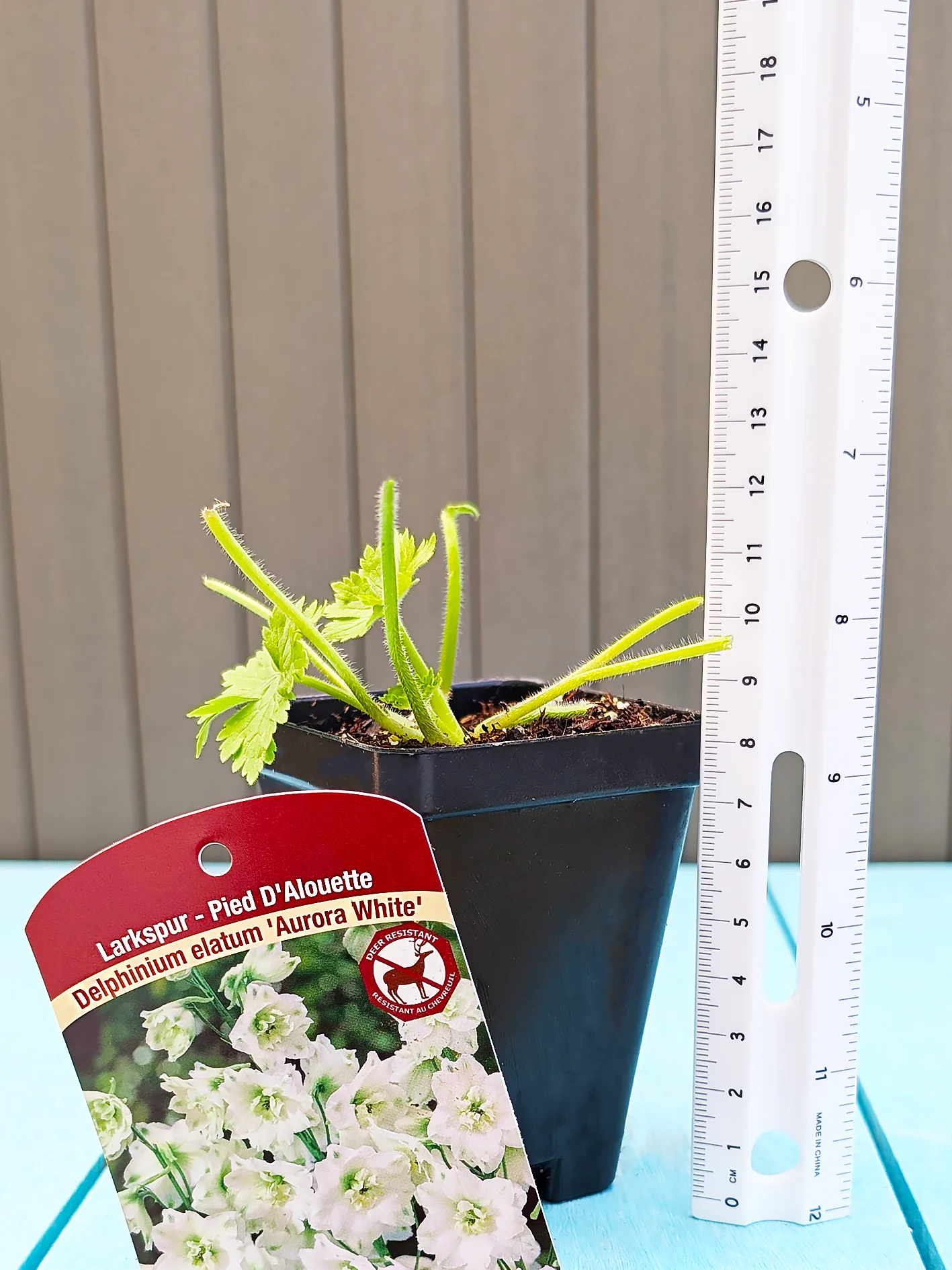 Delphinium - Aurora White, 1 Pack - Image 3