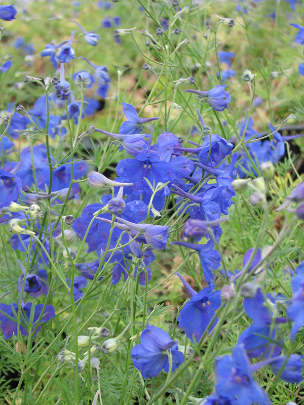 Delphinium - Blue Butterfly, 1 Pack - Image 2