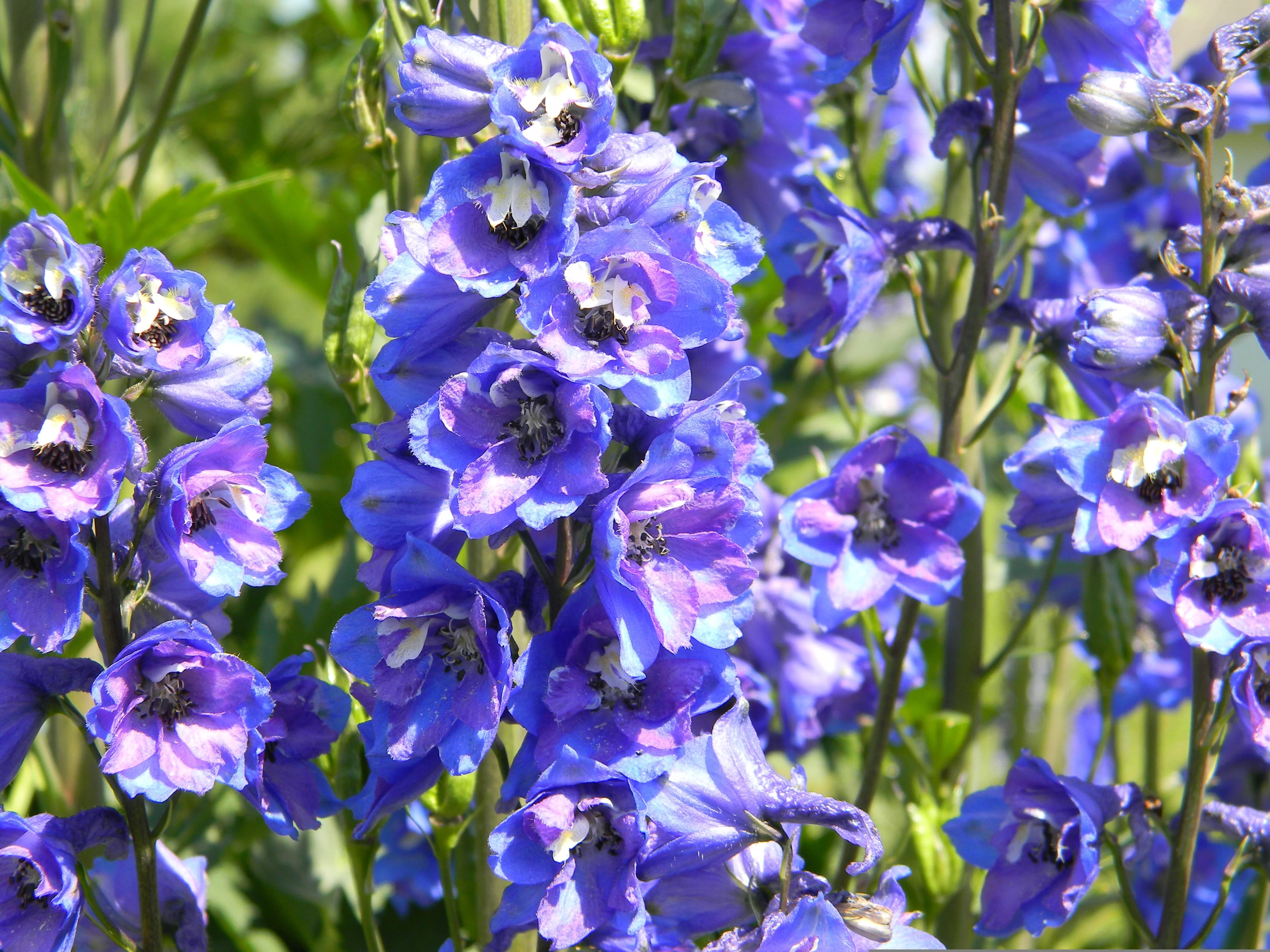 Delphinium - Blue Butterfly, 1 Pack - Image 3