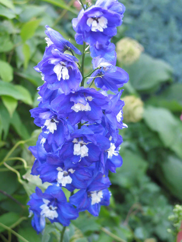 Delphinium - Dark Blue White Bee, 1 Pack - Image 2