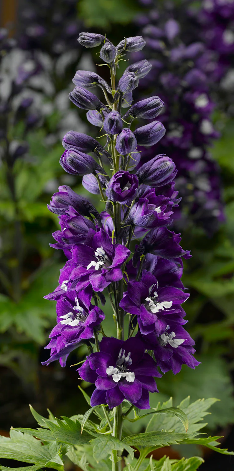 Delphinium - Dark Blue White Bee, 1 Pack - Image 3