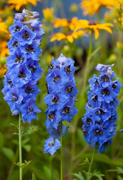 Delphinium - Magic Fountains Dark Blue/Dark Bee, 1 Pack - Image 2