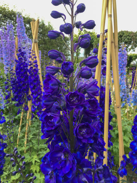 Delphinium - Magic Fountains Dark Blue/Dark Bee, 1 Pack - Image 3