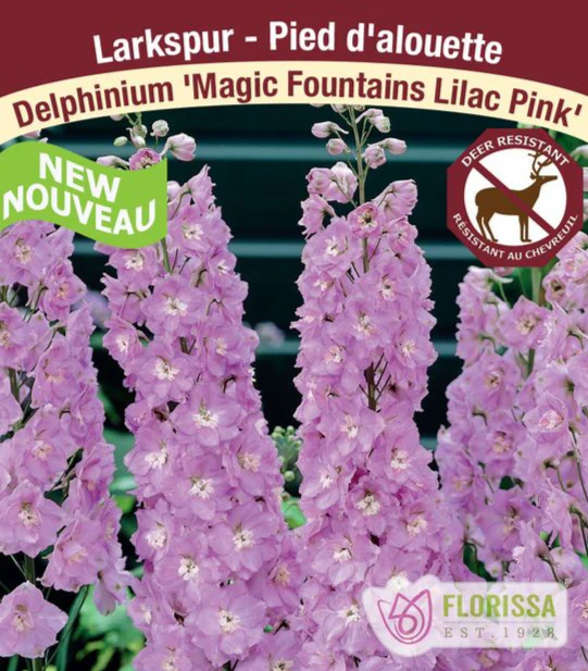Delphinium - Magic Fountains Pink, 1 Pack