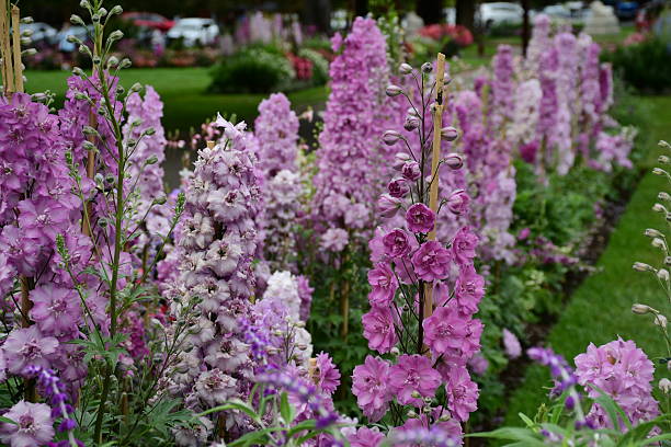 Delphinium - Magic Fountains Pink, 1 Pack - Image 2