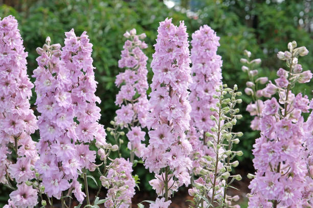 Delphinium - Magic Fountains Pink, 1 Pack - Image 3