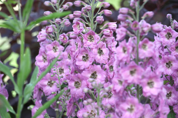 Delphinium - Magic Fountains Pink, 1 Pack - Image 4