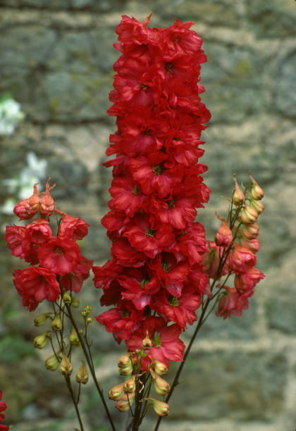Delphinium - Red Lark, 1 Pack - Image 2