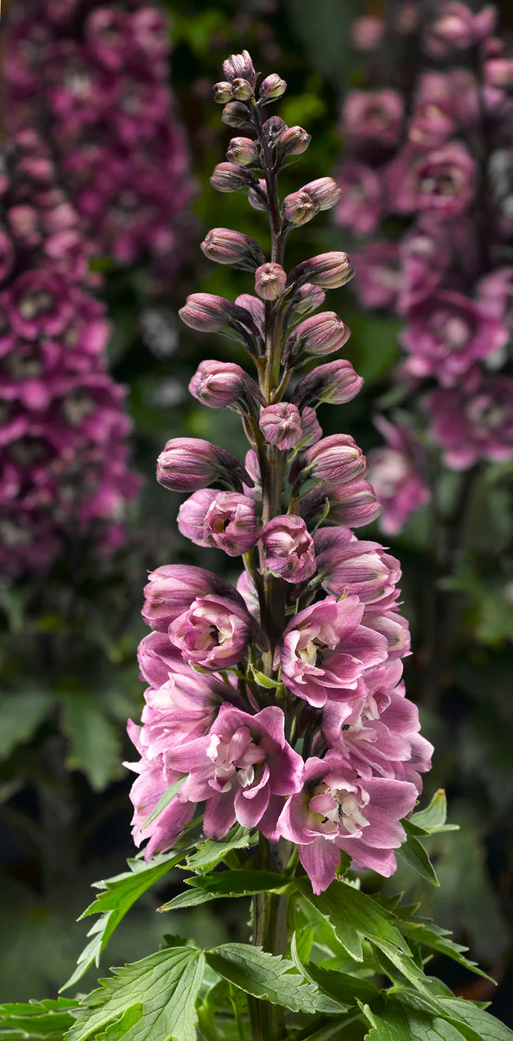 Delphinium - Rose White Bee, 1 Pack - Image 2