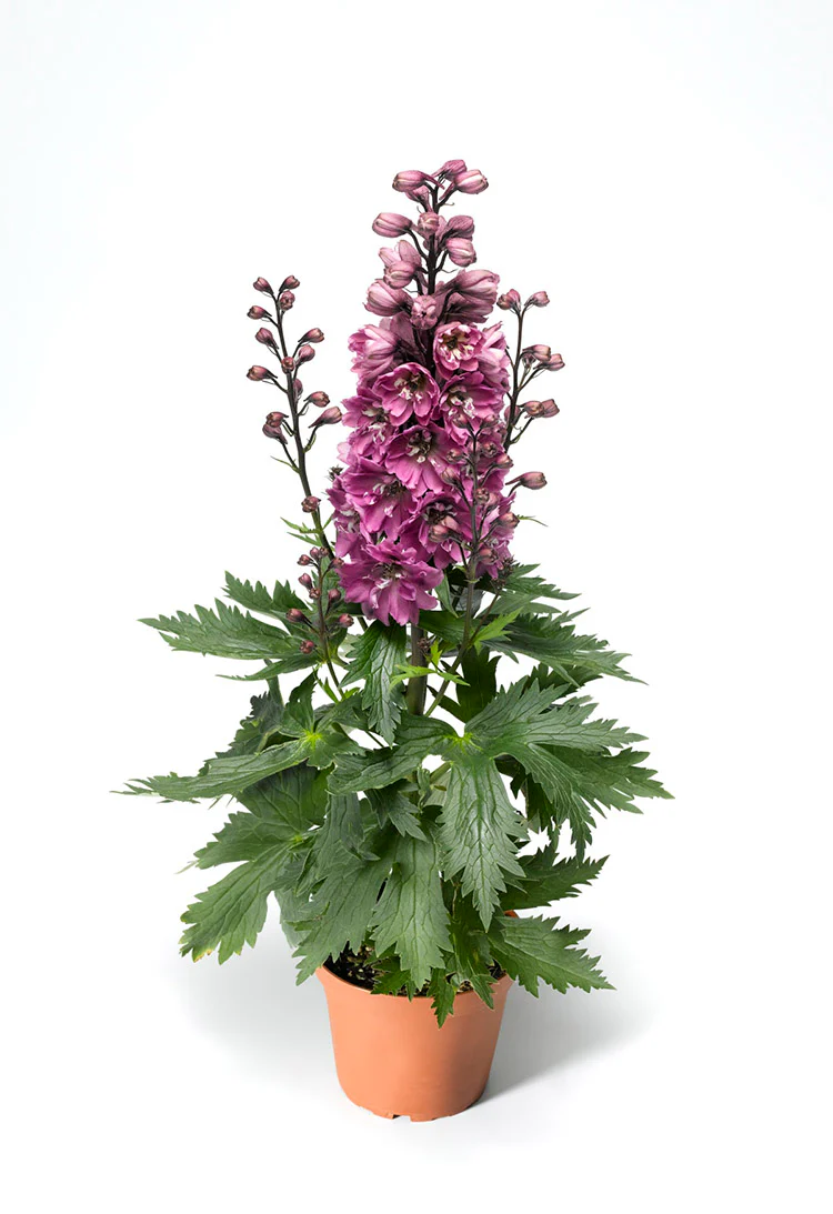 Delphinium - Rose White Bee, 1 Pack - Image 3